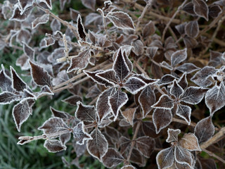 Frosty winter. Christmas. Cold - twenty-five degrees Celsius below zero. The leaves of the almond, covered with Needles of white frost, macro. Background.

