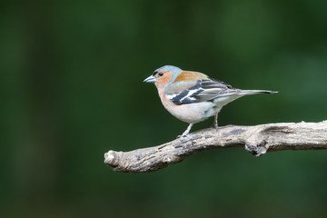 Common chaffinch