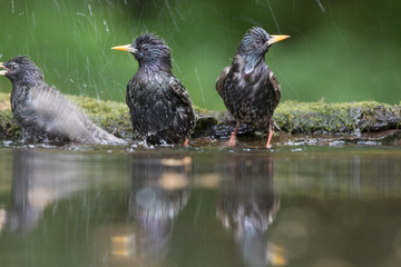 Common starling