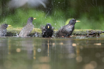 Common starling