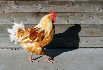 петух и курицы 