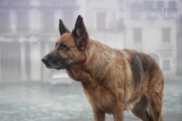 Ein Deutscher Schäferhund in Venedig