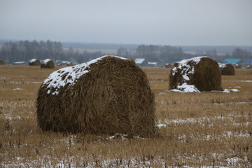 hay rolls in the snow on a plowed field