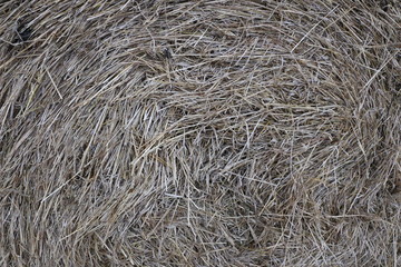 hay rolls in the snow on a plowed field