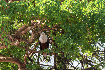 Fish eagle on the tree. Serengeti, Grumeti river. Africa