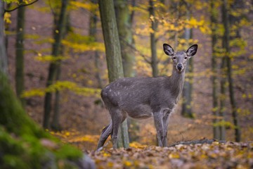 Sika deer, (Cervus nippon), female, autumn forest