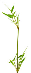 tige de bambou, fond blanc