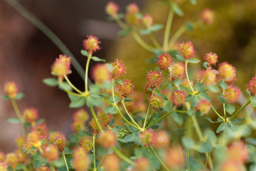 Flowers of Euphorbia fragifera
