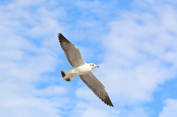 seagull flying in the blue sky