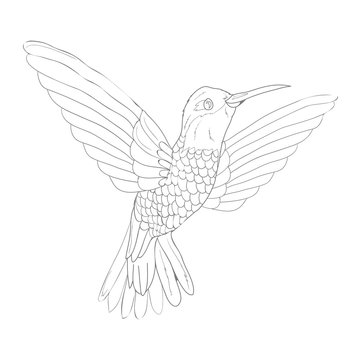 Bird vector sketch icon isolated on background. Hand drawn Bird icon. Bird sketch icon for infographic, website or app.
