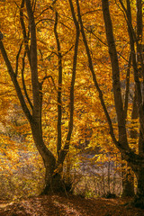 Magico bosco in autunno