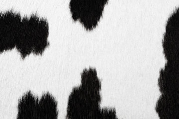 Black and white cowhide background or texture