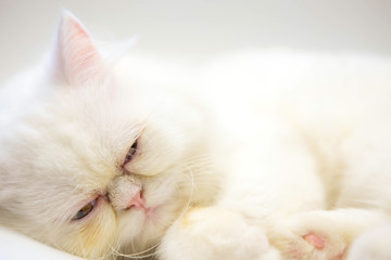 White color persian cat sleeping on white background