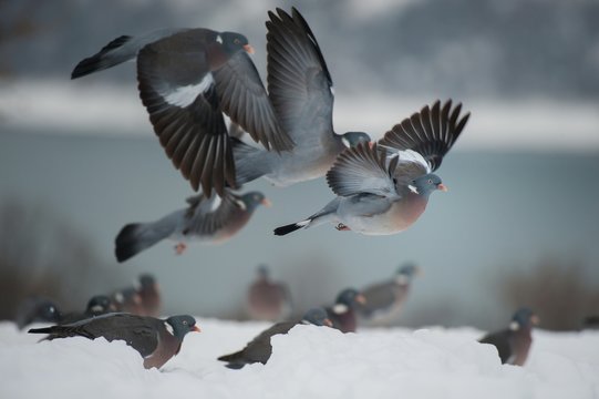 Wood pigeon fly in the winter