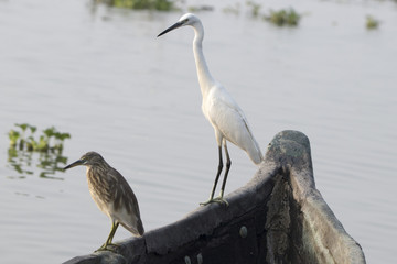 White and Gray Herons