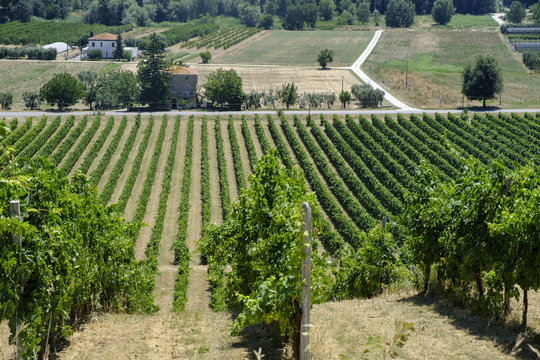 Vineyards near Monterubbiano (Marches, Italy)