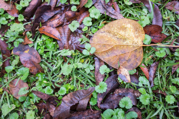 Wet fall leaves on a lawn with grass and a variety of small weeds