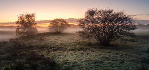 Field in the sunrise