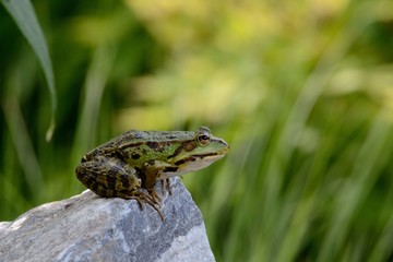 Frosch