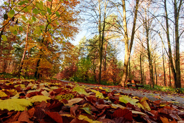 Invitation to dream, silence, relaxation, timeout, happiness: wonderful day in autumn forest :)
