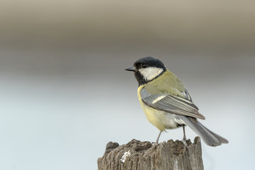 Great tit bird, Parus Major, perched on wood