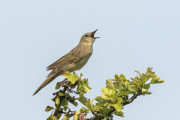 Singing bird in sunlight during mating season