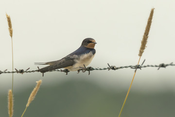 Barn Swallow (Hirundo rustica) resting closeup