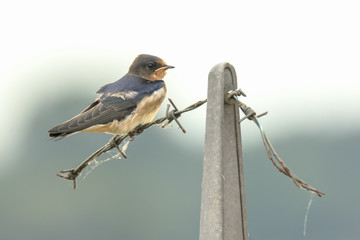 Barn Swallow Hirundo rustica resting closeup