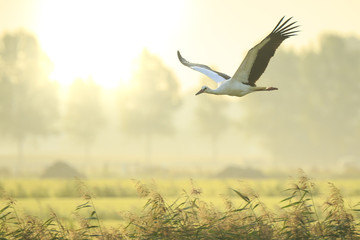 Stork Ciconia ciconia in flight landing on farmland on sunset - obrazy, fototapety, plakaty