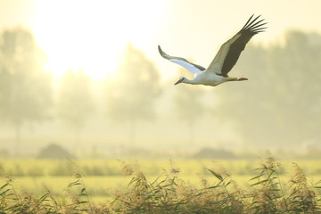 Stork Ciconia ciconia in flight landing on farmland on sunset © Sander Meertins