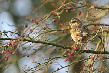 Redwing Turdus iliacus bird eating red berries facing sunlight