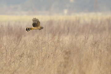 Hen harrier Circus cyaneus bird of prey hunting