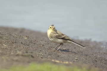 Juvenile White Wagtail Motacilla alba