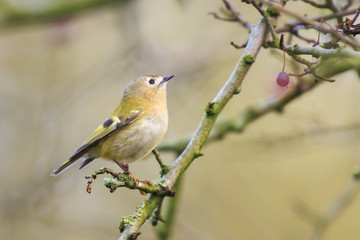 Obraz premium Goldcrest bird (Regulus regulus) foraging through branches of trees and bush
