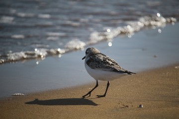 Little bird (Calidris alba) against blurred ocean wave
