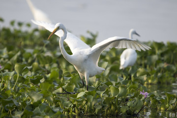Egret Landing