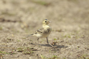 Juvenile White Wagtail Motacilla alba