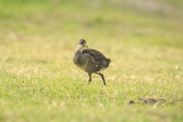 Young common moorhen, Gallinula chloropus