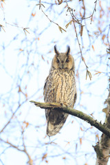 Long eared owl (Asio otus) bird of prey perched in a tree