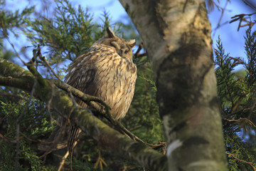 Long eared owl (Asio otus) bird of prey perched in a tree