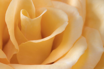 Beautiful yellow rose , macro with soft focus