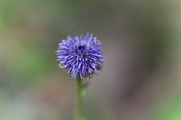 Macro photo of a Jasione heldreichii flower