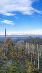Obraz premium Langhe vineyards in autumn (Piedmont, Northern Italy). Color image