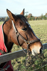 Fototapeta premium Close up horses head