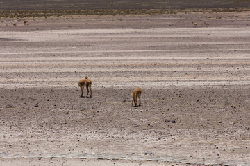 lama Vikunja (Vicugna vicugna)