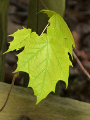 Magic leaf light in renatured moor forest - Zauberhaftes Blatt Licht im renaturierten Moorwald Aurich - Ostfriesland North Sea - Nordsee - North Germany - Norddeutschland ... :-)