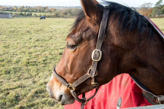 Horses Head Turned Sideways