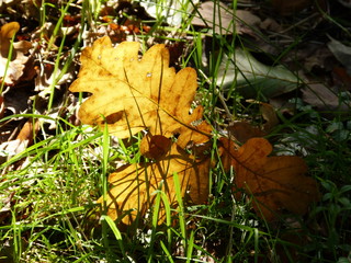 Magic leaf light in renatured moor forest - Zauberhaftes Blatt Licht im renaturierten Moorwald Aurich - Ostfriesland North Sea - Nordsee - North Germany - Norddeutschland ... :-)