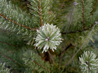 Naklejka na ściany i meble The first frosts. Young Christmas tree, bordered by a white frost, macro. 