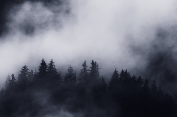 dark landscape trees and mountains in fog